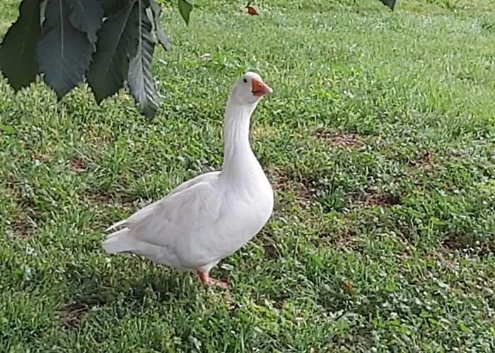 Domaine De Codeval *