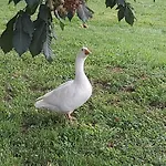 Domaine De Codeval *