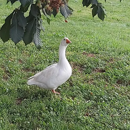 Domaine De Codeval *