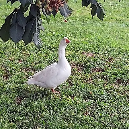 Domaine De Codeval